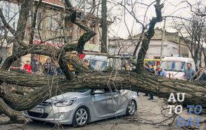 На машину упало дерево На машину упало дерево