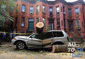 На авто упало дерево На авто упало дерево