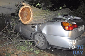 На авто упало дерево На авто упало дерево