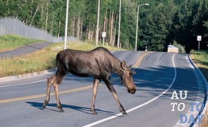 Штраф за лося Штраф за лося