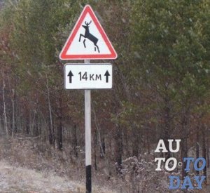 Штраф за сбитое животное Штраф за сбитое животное