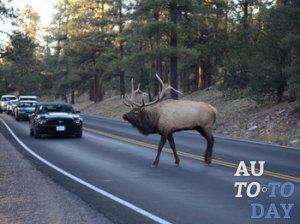 Штраф за сбитого лося Штраф за сбитого лося