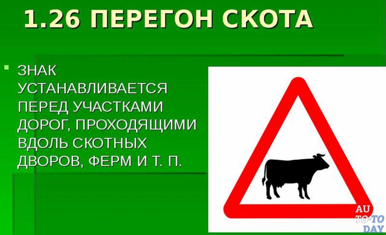 1 26. 1.26 "Перегон скота".. Знак 1.26. Перегон скота. Перегон скота дорожный знак. Дорожный знак осторожно коровы.