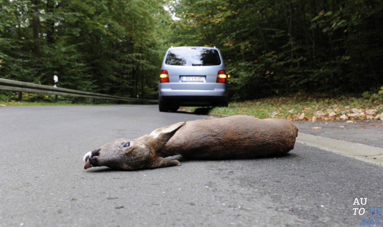 Сбитое дикое животное Сбитое дикое животное