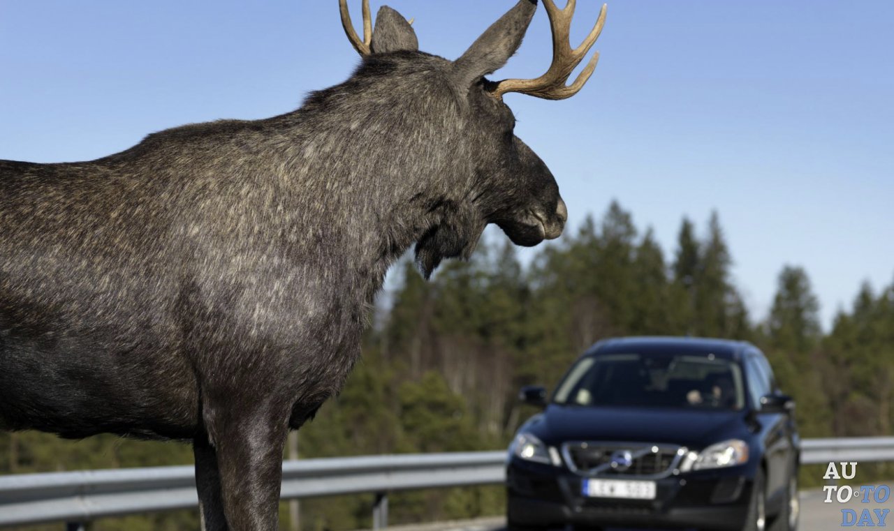 ДТП с участием животного ДТП с участием животного