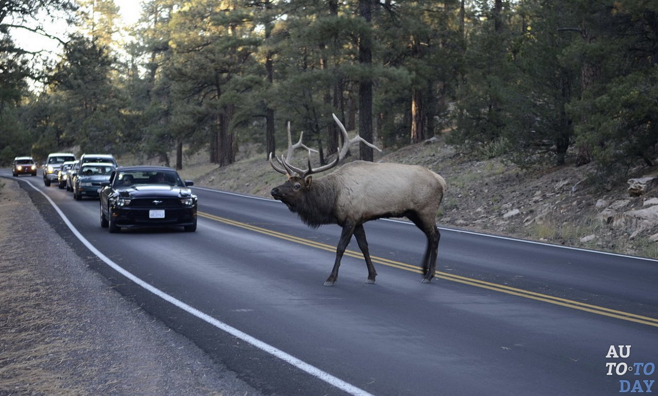 ДТП с животными ДТП с животными