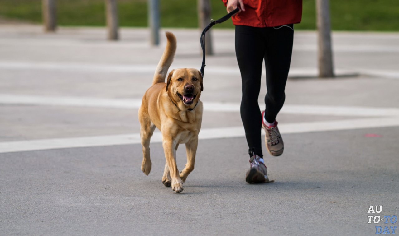 Что будет если сбить собаку Что будет если сбить собаку