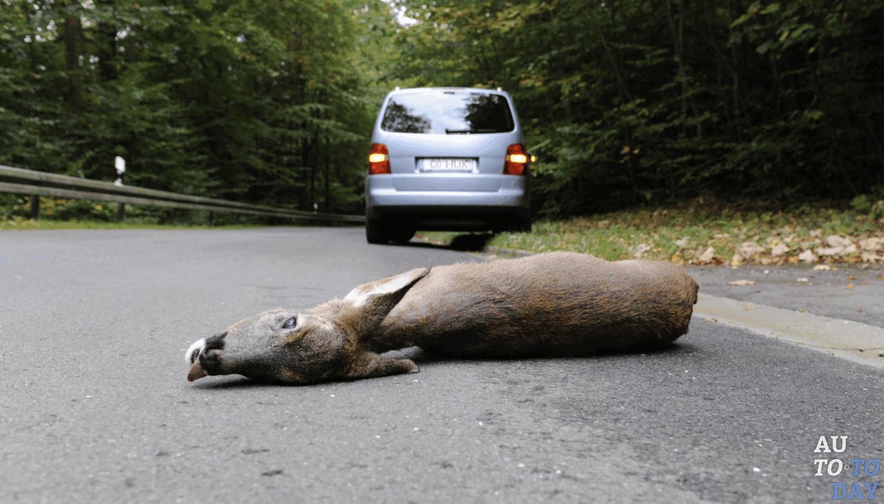 ДТП с жывотным ДТП с жывотным