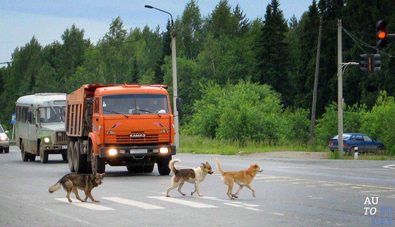 Собаки и люди на дороге. Животные переходят дорогу. Домашние животные на дороге. Собака перебегает дорогу. Собака переходит дорогу.