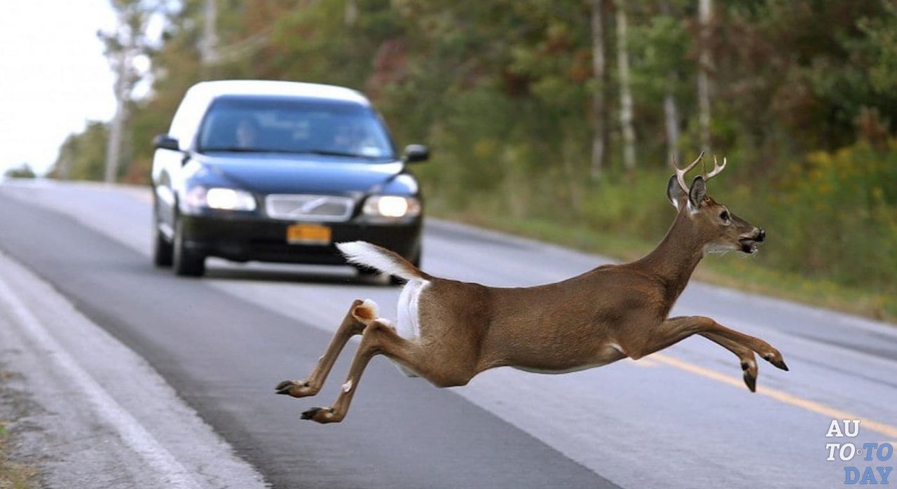 ДТП с животными