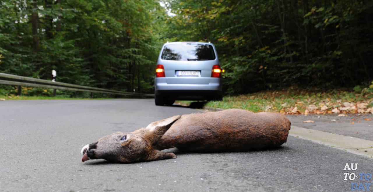 Сбитый лось на дороге Сбитый лось на дороге