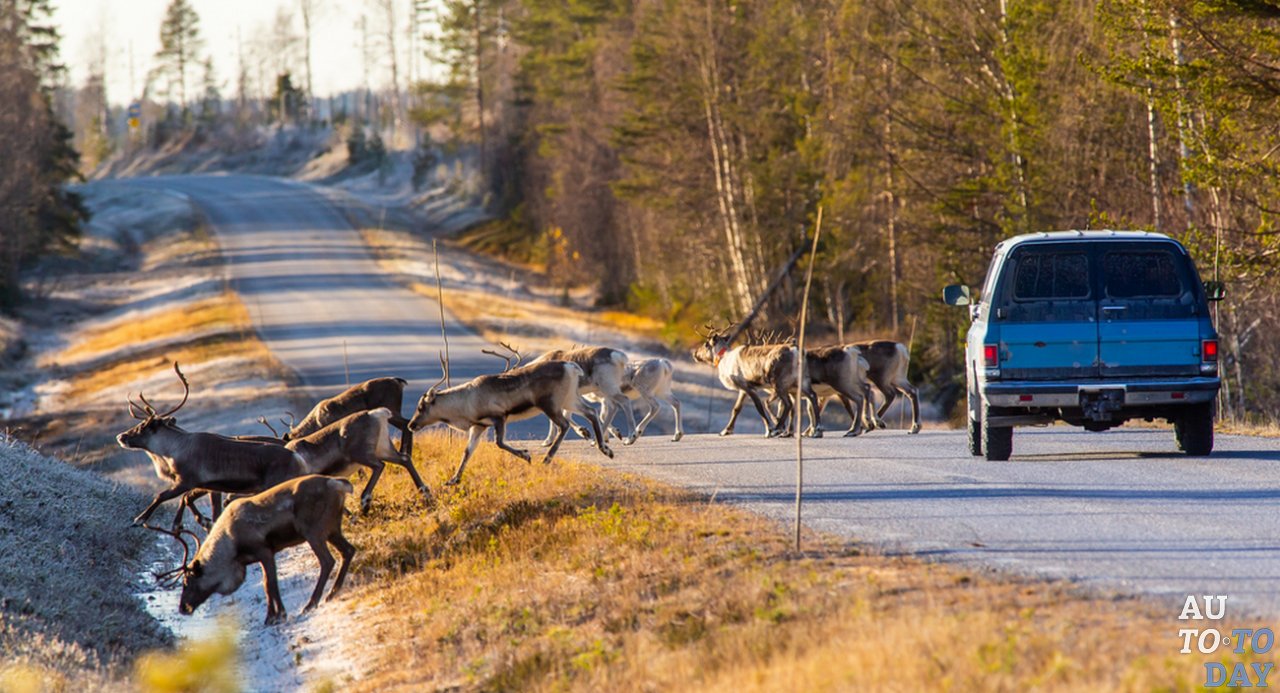 ДТП с участием животного