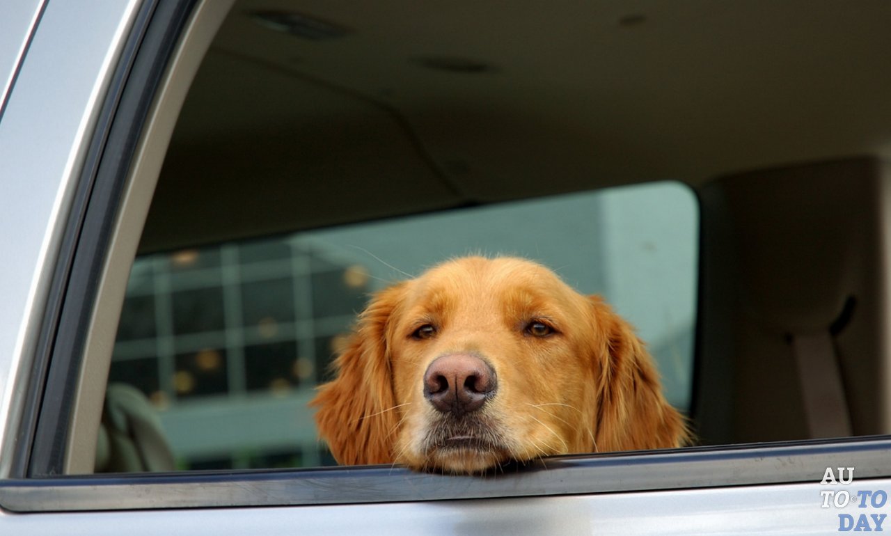 Собака в авто Собака в авто